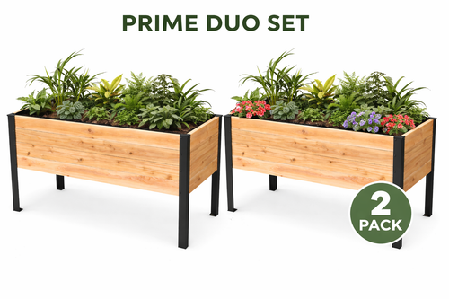 Prime Duo Set raised cedar planter made from Western Red Cedar with black steel legs by LIVAROCKS